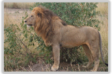 Maasai Mara 