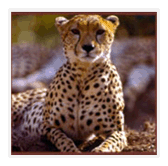 Chita