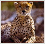 Chita